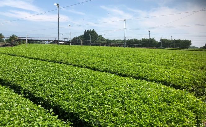 球磨茶【錦かおり：誉】玉緑茶 お茶 茶葉 
