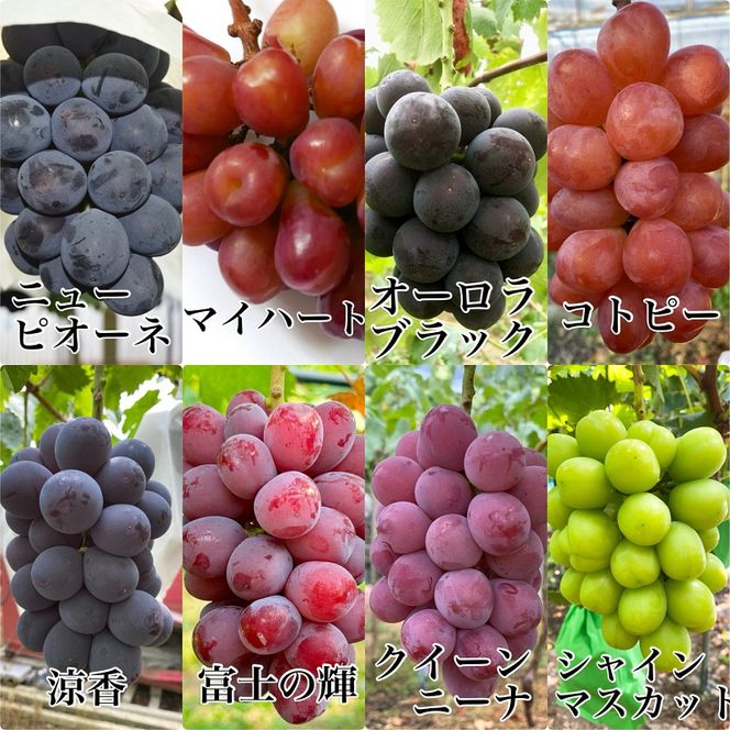ぶどう 2026年 先行予約 農家こだわりのシャインマスカット＆お任せ2品種  3房合計約1.5kg ブドウ 葡萄 岡山県産 国産 フルーツ 果物 ギフト 【 Nini farm 農家 直送 】