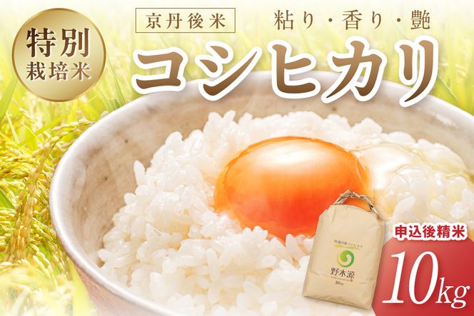 2026年産 京丹後米 特別栽培米コシヒカリ 10kg（白米） 注文後精米 米 京丹後 特別栽培米 農家直送 米 こめ ふるさと 納税 コシヒカリ 精米 ふるさと 納税 こしひかり ふるさと 納税 米 精米 京都産 京丹後 野木源　NO00034