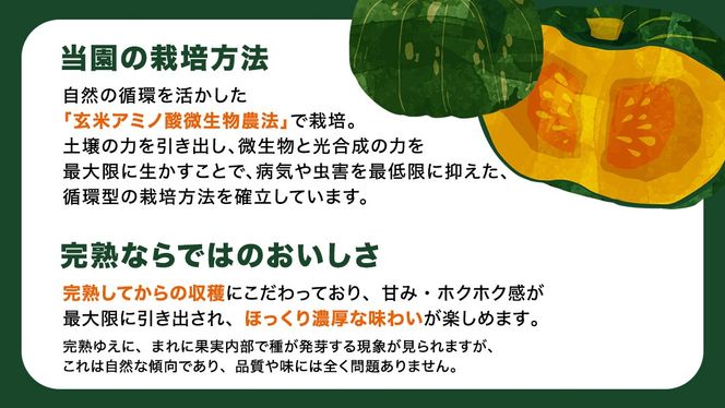 【 訳アリ 】完熟かぼちゃ ブラックのジョー 5kg（3～4玉） かぼちゃ 生かぼちゃ ほくほく ねっとり 甘い 国産 茨城県産 訳アリ お取り寄せ 野菜 国産 ［FA19-NT］