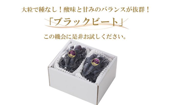 ぶどう 2026年 先行予約 ブラックビート 約600g×2房 ブドウ 葡萄  岡山県産 国産 フルーツ 果物 ギフト 岡山のぶどう 岡山の果物 デザート 食後 種無し 大粒 甘味 酸味 バランス 