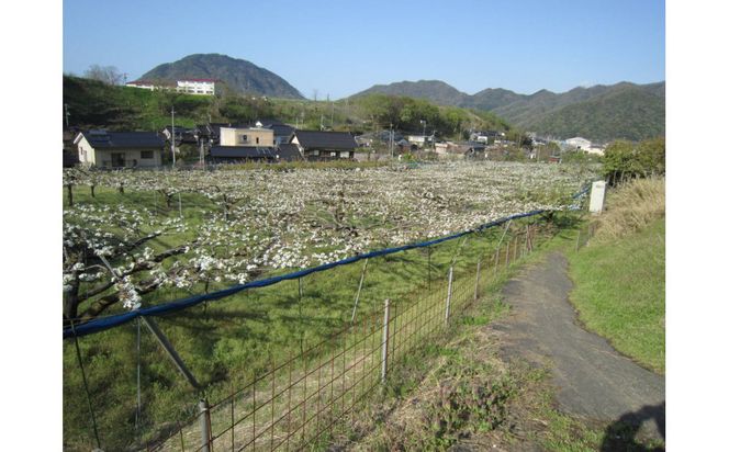 山根農園 二十世紀梨 2kg【2026年8月下旬以降発送】 313726_CY023