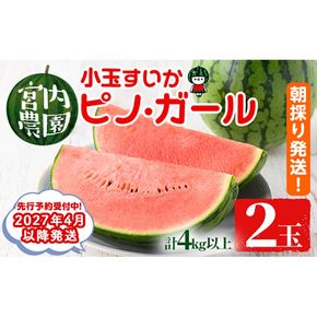 【0165005a】《2027年4月以降発送》小玉すいか・ピノ・ガール(2玉・計4kg以上) 果物 果実 フルーツ スイカ ピノガール 数量限定 期間限定 【宮内農園】