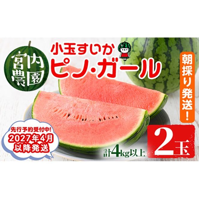 【0165005a】《2027年4月以降発送》小玉すいか・ピノ・ガール(2玉・計4kg以上) 果物 果実 フルーツ スイカ ピノガール 数量限定 期間限定 【宮内農園】