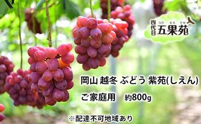 越冬 ぶどう ご家庭用 紫苑 （しえん）約800g   岡山県産 四代目 五果苑 果物 フルーツ 樹上完熟 平均糖度20度 風味豊か 減農薬 果汁たっぷり 