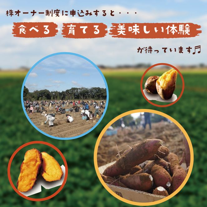 【早割B2プラン】2026年度おいも株オーナー制度 1口｜さつまいも 芋 サツマイモ お芋 おいも株 株 オーナー いばらきゴールド 安納芋 らぽっぽファーム 体験 農園 茨城県 行方市(CQ-27-1)
