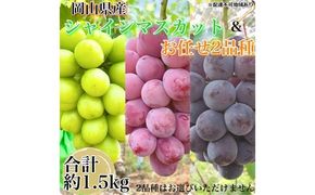 ぶどう 2026年 先行予約 農家こだわりのシャインマスカット＆お任せ2品種 3房合計約1.5kg ブドウ 葡萄 岡山県産 国産 フルーツ 果物 ギフト 【 Nini farm 農家 直送 】 [№5735-3309]