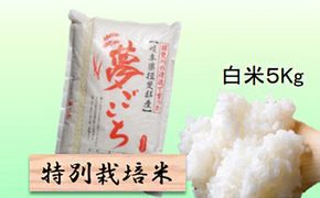 特別栽培米 【 令和8年産 】 白米 5kg 【 夢ごこち 】