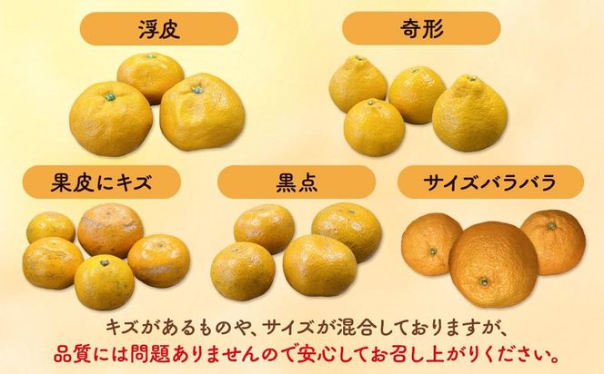 みかん 山から直送 箱込 7.5kg ( 内容量約 6.8kg ) 鮮度優先ごろごろ規格 和歌山県産 産地直送 家庭用［2025年11月中旬より2026年1月中旬頃順次出荷予定］［みかんの会］ 	AX216