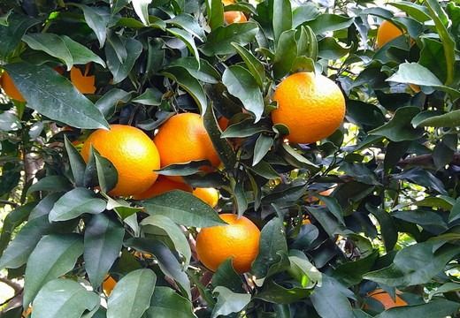 【先行予約】Saito Orange Farmの清見タンゴール5kg ｜ 柑橘 みかん ミカン フルーツ 果物 愛媛　※離島への配送不可　※2025年3月下旬頃より順次発送予定