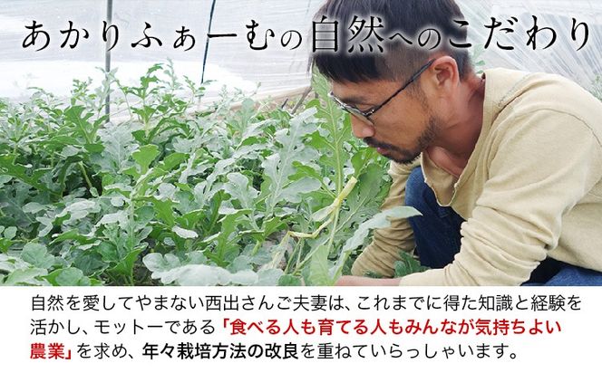 『あかりふぁーむ』の小玉スイカ2玉セット1玉約2～3kg熊本県玉名郡玉東町『あかりふぁーむ』すいか フルーツ 果物 熊本県産《6月上旬-6月末頃出荷》---sg_akarikodama_ac6_25_16000_2i---