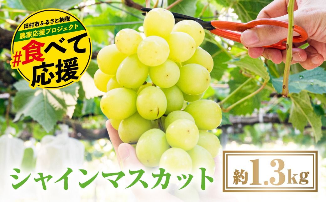 [期間限定価格] シャインマスカット 1.3kg 2房 先行予約 冷蔵 種無し 種なし ブドウ ぶどう 品種 果物 甘さ 香り 美味しい 食べ方 人気 ランキング おすすめ 家庭用 福島 ふくしま 田村 田村市 たむら 鈴木農園 でんじろうさん N046-002-00
