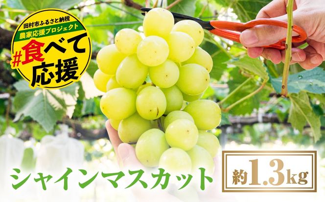 シャインマスカット 1.3kg 2房 先行予約 冷蔵 種無し 種なし ブドウ ぶどう 品種 果物 甘さ 香り 美味しい 食べ方 人気 ランキング おすすめ 家庭用 福島 ふくしま 田村 田村市 たむら 鈴木農園 でんじろうさん N046-002