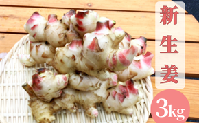 【先行予約】 新生姜 3kg 生姜 しょうが ショウガ 野菜 薬味 スパイス 辛味 大生姜 さわやか 宮津市 京都府