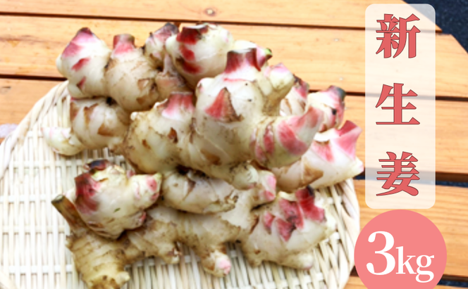 【先行予約】 新生姜 3kg 生姜 しょうが ショウガ 野菜 薬味 スパイス 辛味 大生姜 さわやか 宮津市 京都府