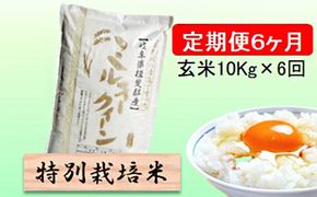 定期便 6カ月【 令和8年産 】毎月  玄米 10kg【 ミルキークイーン 】