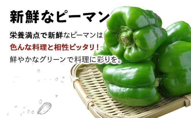 ＜先行予約＞北海道伊達産 大滝農園 甘唐辛子「松の舞」・ピーマン セット 約計2kg 野菜