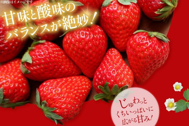 【期間限定発送】 いちご 定期便 あまおう 3p 3回 総計9p [THE FARM_strawberry 福岡県 宇美町 um40azo780004] イチゴ 苺 フルーツ 果実 甘い 小分け