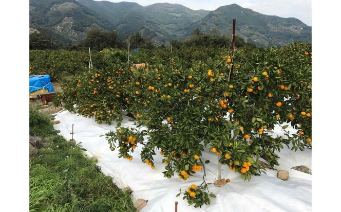 ちょっと 傷あり マルチ栽培 有田 みかん M ~ SS サイズ 3kg 手さげ箱 南泰園 BS670