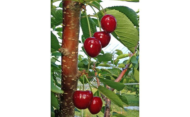 峠のふもと紅果園の完熟フルーツで作ったジャム3種（各150g）＆リンゴジュース（710ml×1本 ）セット 飲料類 果汁飲料 りんご ブルーベリー アップル [峠のふもと紅果園]