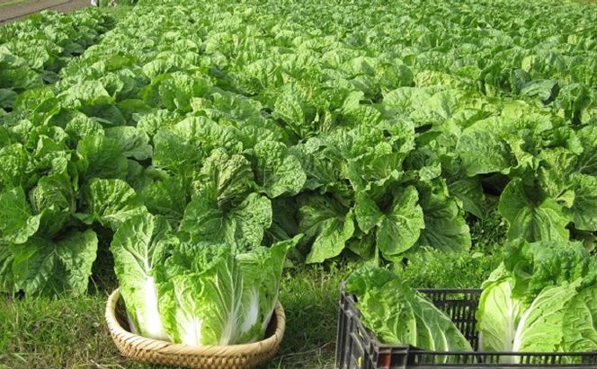 定期便 野菜セット 年6回 2か月に1回×6回 おまかせ 10～15種 旬 朝倉市産 配送不可 離島 詰合せ 