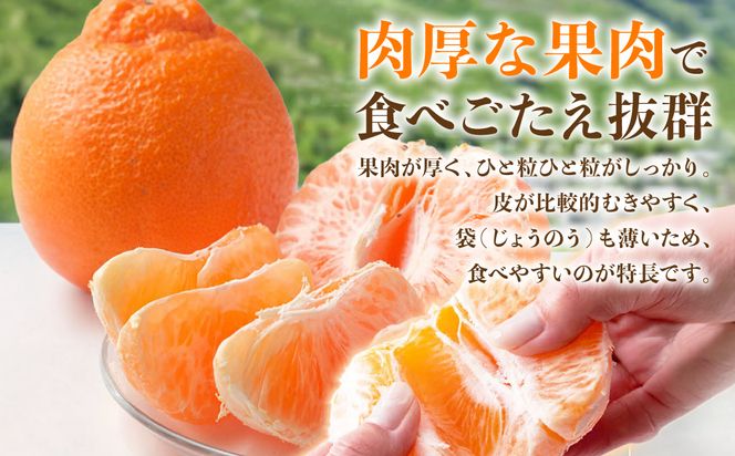 【先行予約】 デコポン 約3kg (6～13玉) でこぽん 不知火 みかん 蜜柑 柑橘 果物 フルーツ 旬 熊本県 八代市【2026年12月上旬より順次発送】