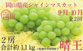 ぶどう 2026年 先行予約 9月・10月発送 シャイン マスカット 晴王 2房（合計約1.1kg） ブドウ 葡萄  岡山県産 国産 フルーツ 果物 ギフト デザート 食後 酸味が少ない 産地直送