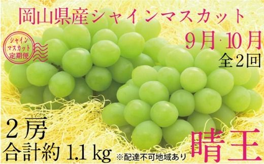ぶどう 2026年 先行予約 9月・10月発送 シャイン マスカット 晴王 2房（合計約1.1kg） ブドウ 葡萄  岡山県産 国産 フルーツ 果物 ギフト デザート 食後 酸味が少ない 産地直送