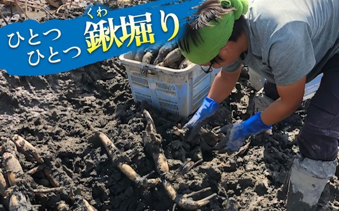 【先行予約】有機JAS認証　土付きレンコン　5kg れんこん 有機栽培　産地直送 野菜　愛西市/株式会社山三レンコン[AEBK004]