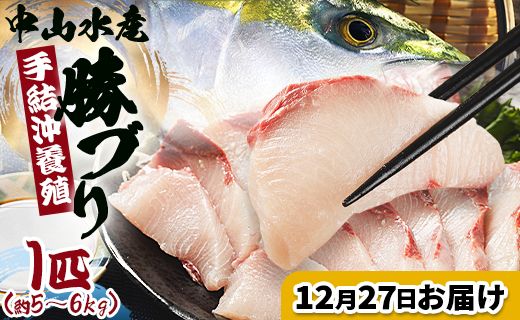 ブリ【12月27日お届け】中山水産 手結沖養殖「勝ブリ」 1匹(5kg～6kg) - 一尾まるごと 魚 ぶり 鰤 寒ブリ 海鮮 鮮魚 魚介類 ギフト 贈答 お祝い 御祝 刺身 煮物 焼き魚 照り焼き ぶりしゃぶ 一尾 たたき 1本 キロ 産地直送 buri 高知県 香南市 冷蔵 ny-0018