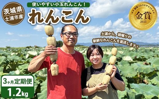 【定期便3ヶ月】 土浦市産 れんこん 1.2㎏　使いやすい小玉れんこん！ すずき蓮根農園の口福れんこん「松の小箱」 ｜ 産地直送 茨城県 レンコン 蓮根 野菜 シャキシャキ ※離島への配送不可 ※2026年1月上旬頃より順次発送予定