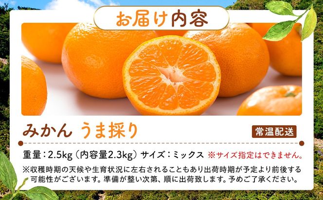 みかん うま採り 箱込約 2.5kg（内容量2.3kg） 光センサー選別 みかんの会厳選 サイズミックス 和歌山県産 産地直送 【みかんの会】［2026年11月中旬より順次出荷予定］AX423