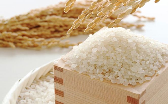 【令和6年産】果物屋さんが選んだ米 元気つくし 10kg 《築上町》【南国フルーツ株式会社】米 白米 お米 ブランド米[ABET011]