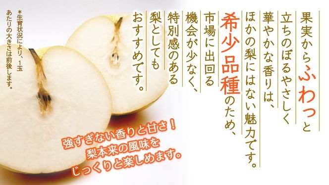 ＼選べる 内容量／かおり 約3kg・約5kg【2026年9月より発送開始】（茨城県共通返礼品 [梨]：大子町産） 高糖度 ギフト 贈り物 プレゼント フルーツ なし ナシ 和梨 梨 果実 旬のフルーツ お取り寄せ くだもの 果物 みずみずしい