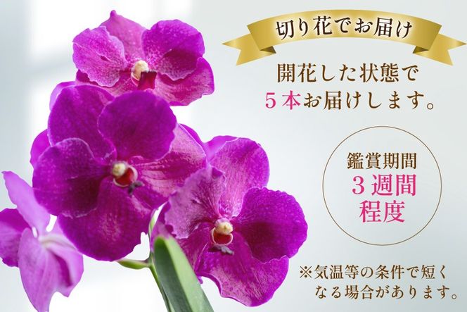 AI175 希少な花「華やかな恋」の予感 翡翠蘭(バンダ) 切り花 5本 セット ピンク [ 植物 花 ガーデン 希少 インテリア かわいい 個性的 北尾洋蘭園 長崎県 島原市 ]