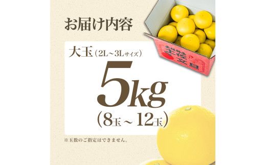【日本ギフト大賞2024受賞】先行予約 園主こだわり土佐文旦 【大玉5kg】（3L～2L） 2027年1月下旬より順次発送 家庭用 ぶんたん ブンタン 柑橘 【やの一果彩】 [BQAC002]