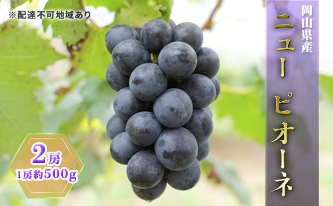 ぶどう 2026年 先行予約 ニュー ピオーネ 2房（1房約500g） ブドウ 葡萄  岡山県産 国産 フルーツ 果物 ギフト