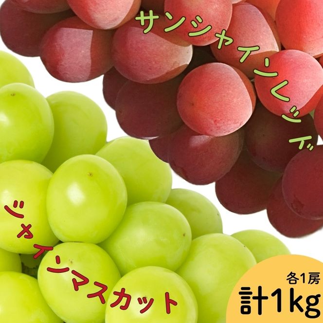 【2026年発送★先行予約】サンシャインレッド・シャインマスカット2房セット 1kg以上　167-165