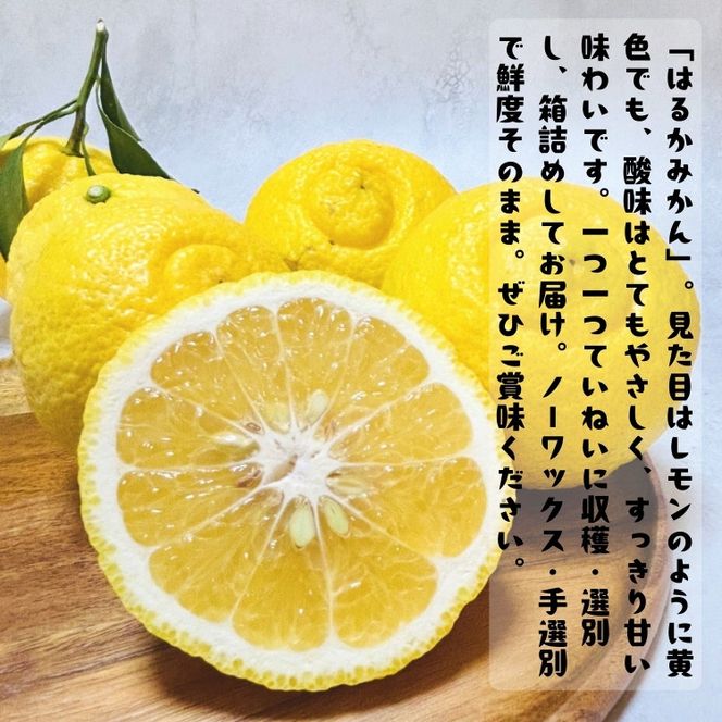 ［先行予約］［人気柑橘］ 有田育ちの はるか みかん（訳あり 家庭用）3kg［MS52］ 303446_XD90203