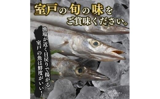 カマス 干物 定期便 トロカマス干物8枚セット｜高知県室戸市 冷凍90日目安 偶数6回/奇数6回/毎月12回