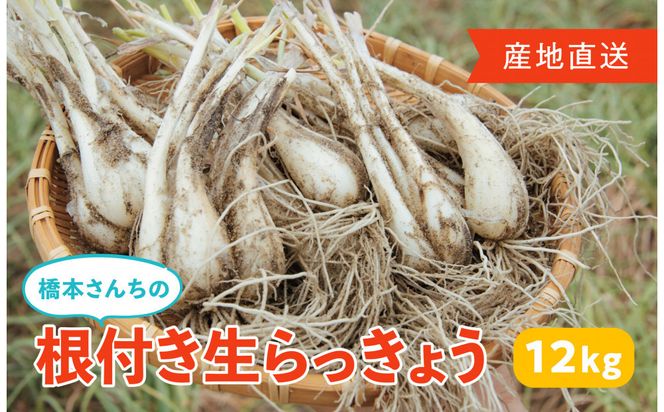 橋本さんちの根付き生らっきょう 12kg 312011_BL006