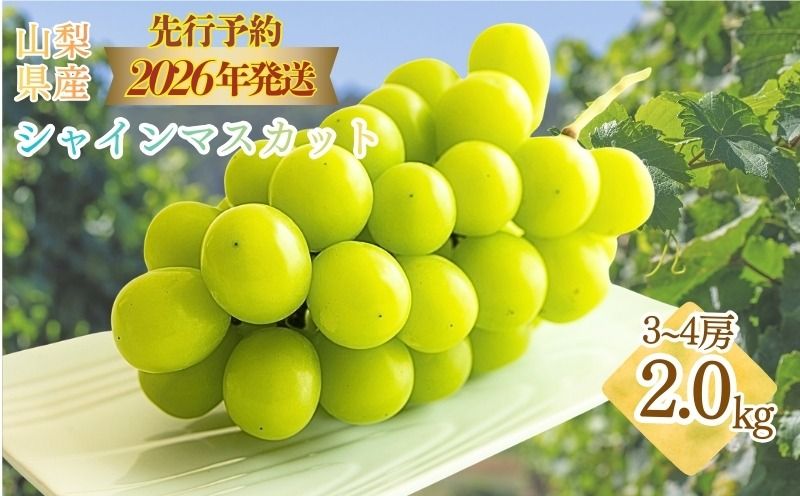 [2026年 先行予約]山梨県産 シャインマスカット 約2kg (3房〜4房) FB004|シャイン シャインマスカット ぶどう 葡萄 ブドウ フルーツ 果物 新鮮