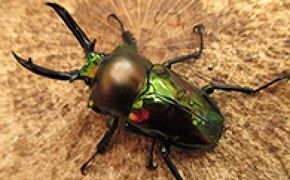 ニジイロクワガタペア♂50mm前後・♀お任せ 生き物生き物 