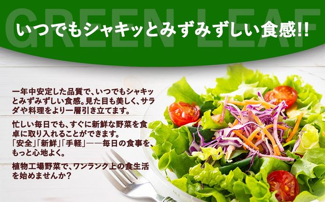 【無農薬】水耕栽培（植物工場栽培）グリーンリーフレタス 500g（約250g×2P）（その他）