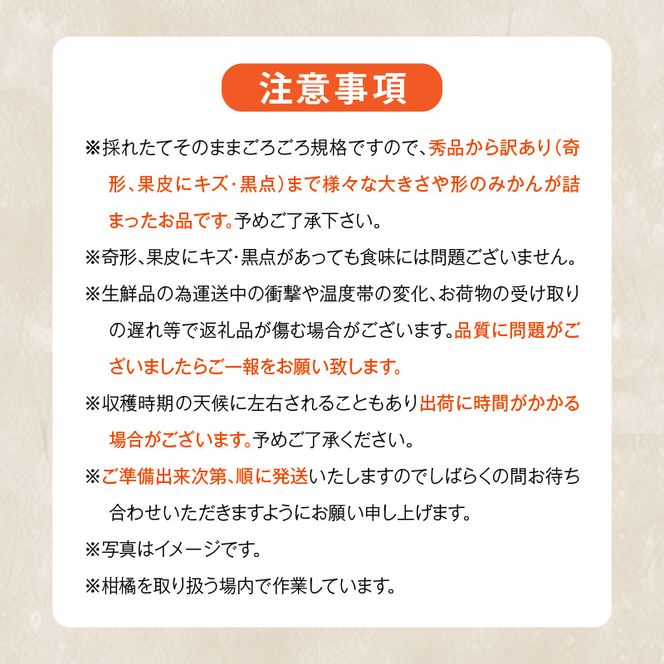MK1050_【2026年先行予約】みかん 山から直送 箱込 1kg ( 内容量 0.9kg ) 鮮度優先ごろごろ規格 和歌山県産 産地直送 【みかんの会】