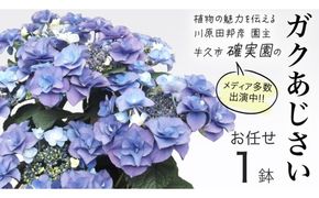 ≪先行予約≫ガク アジサイ 【 おまかせ 1点 】【2026年4月上旬頃より発送開始】 植物 花 インテリア フラワー 紫陽花 お花 園芸 初夏 梅雨 ガーデニング 母の日  [BG006us]