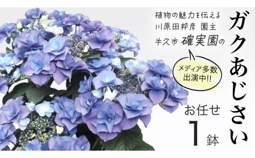 ≪先行予約≫ガク アジサイ 【 おまかせ 1点 】【2026年4月上旬頃より発送開始】 植物 花 インテリア フラワー 紫陽花 お花 園芸 初夏 梅雨 ガーデニング 母の日  [BG006us]