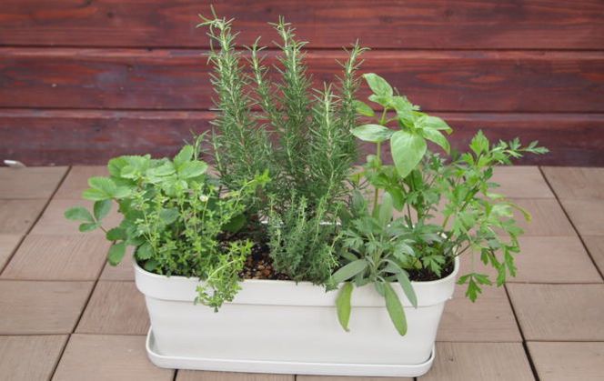 ハーブ 7種 フレッシュハーブ 香りの寄せ植え 白鉢 受皿付き 植物 ガーデン インテリア 