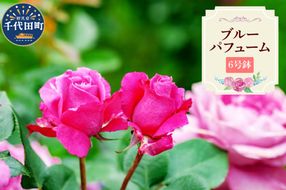 【群馬県千代田】ブルーパフューム　【バラ】　鉢植え　６号鉢　鈴木ガーデン