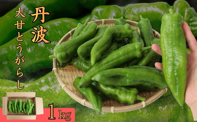 丹波大甘とうがらし　1kg トウガラシ 唐辛子 野菜 京都府産 南丹市